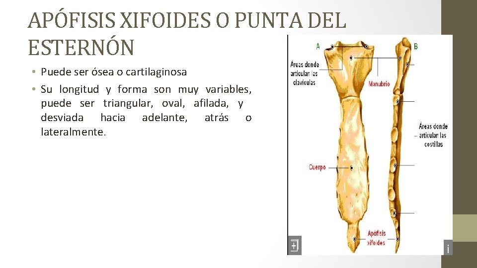 APÓFISIS XIFOIDES O PUNTA DEL ESTERNÓN • Puede ser ósea o cartilaginosa • Su