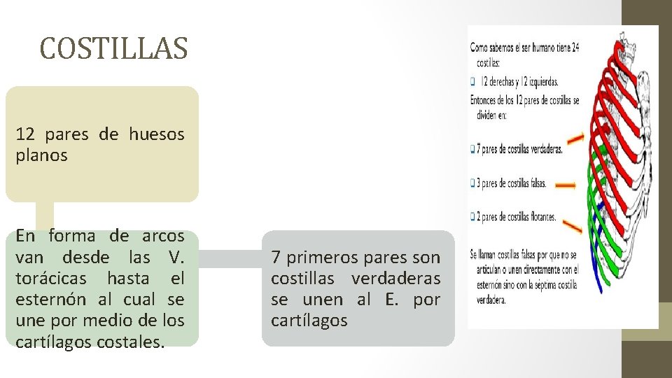 COSTILLAS 12 pares de huesos planos En forma de arcos van desde las V.