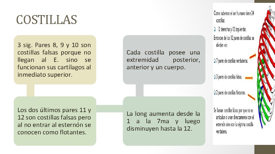 COSTILLAS 3 sig. Pares 8, 9 y 10 son costillas falsas porque no llegan