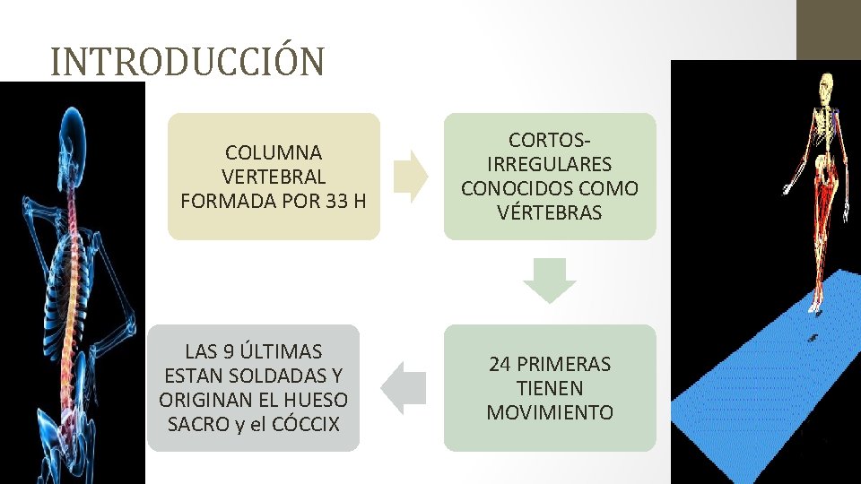 INTRODUCCIÓN COLUMNA VERTEBRAL FORMADA POR 33 H LAS 9 ÚLTIMAS ESTAN SOLDADAS Y ORIGINAN