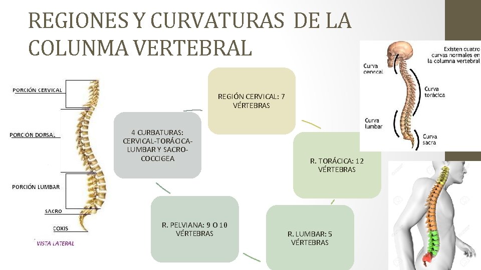 REGIONES Y CURVATURAS DE LA COLUNMA VERTEBRAL REGIÓN CERVICAL: 7 VÉRTEBRAS 4 CURBATURAS: CERVICAL-TORÁCICALUMBAR