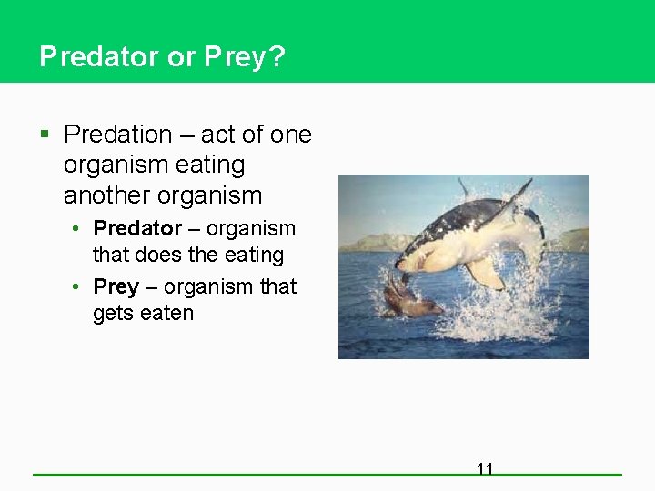 Predator or Prey? § Predation – act of one organism eating another organism •