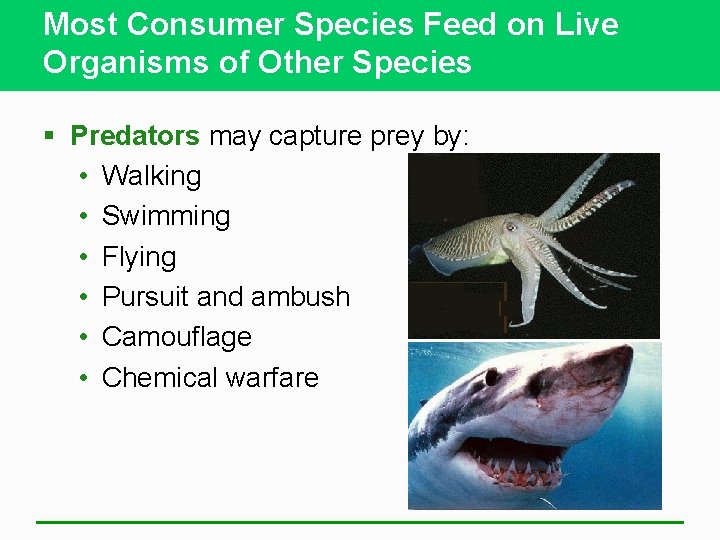Most Consumer Species Feed on Live Organisms of Other Species § Predators may capture
