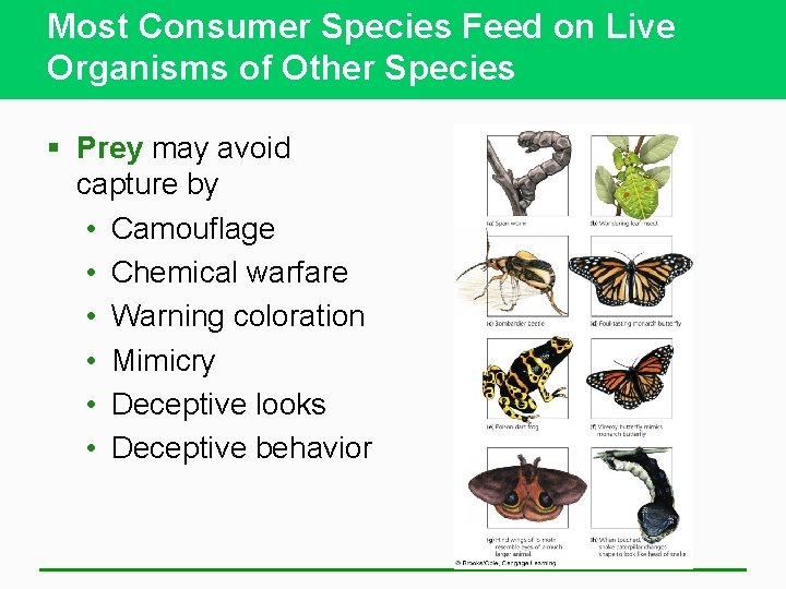 Most Consumer Species Feed on Live Organisms of Other Species § Prey may avoid
