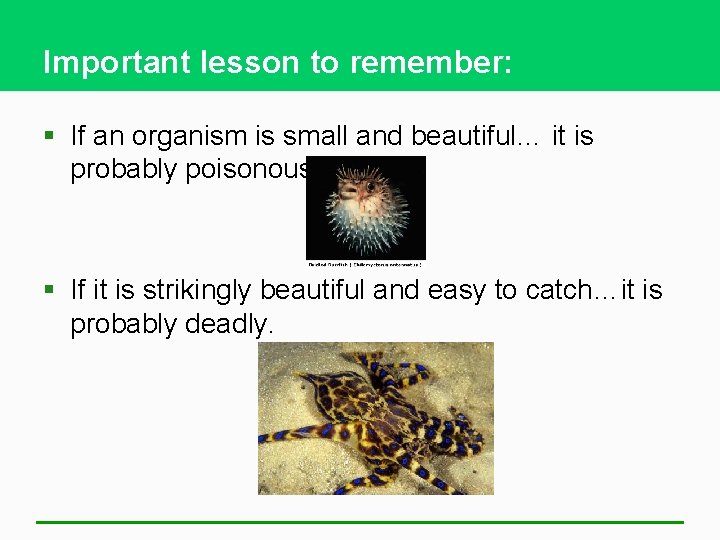 Important lesson to remember: § If an organism is small and beautiful… it is