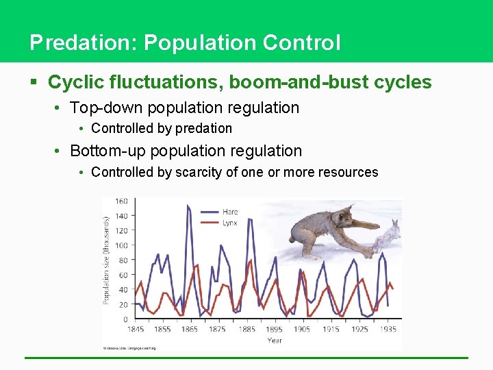 Predation: Population Control § Cyclic fluctuations, boom-and-bust cycles • Top-down population regulation • Controlled