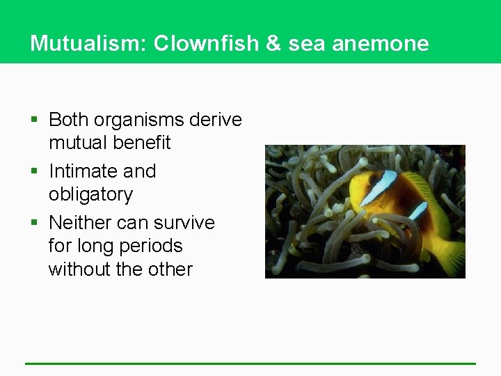 Mutualism: Clownfish & sea anemone § Both organisms derive mutual benefit § Intimate and