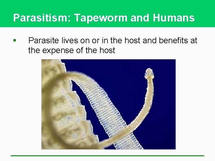 Parasitism: Tapeworm and Humans § Parasite lives on or in the host and benefits
