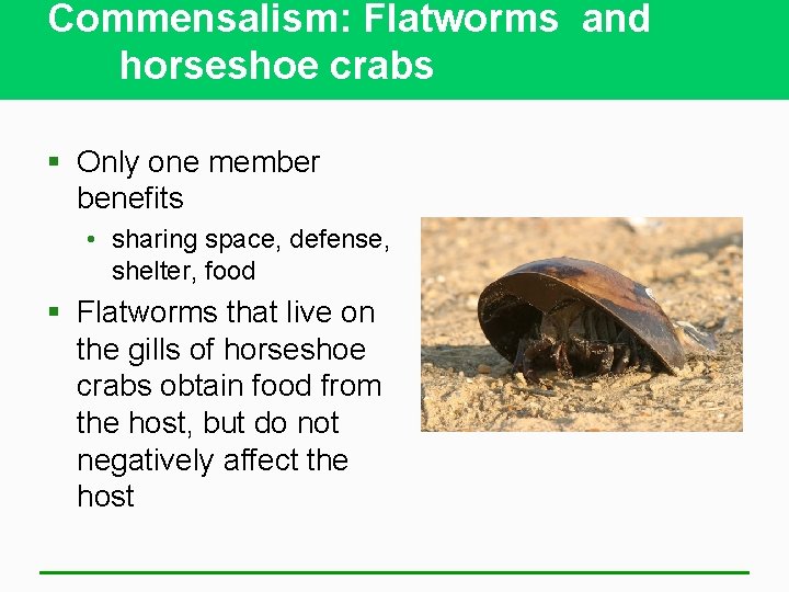 Commensalism: Flatworms and horseshoe crabs § Only one member benefits • sharing space, defense,