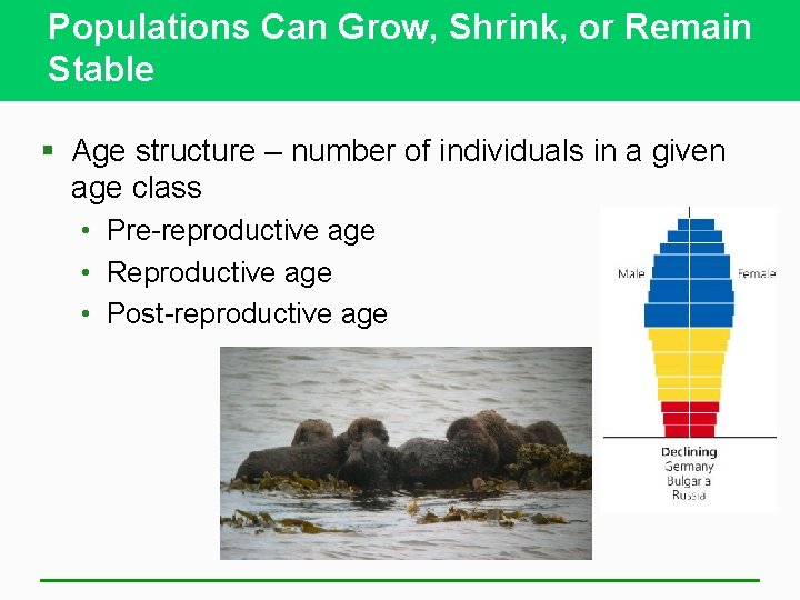 Populations Can Grow, Shrink, or Remain Stable § Age structure – number of individuals