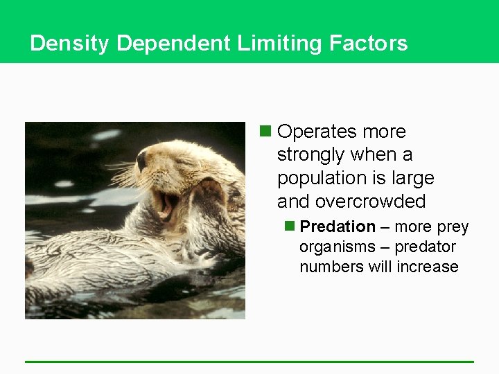 Density Dependent Limiting Factors n Operates more strongly when a population is large and