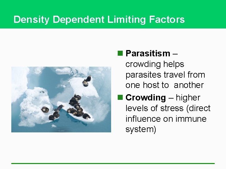 Density Dependent Limiting Factors n Parasitism – crowding helps parasites travel from one host