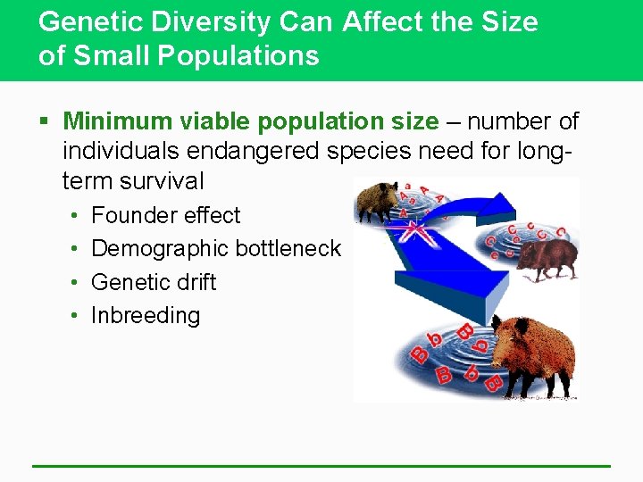 Genetic Diversity Can Affect the Size of Small Populations § Minimum viable population size