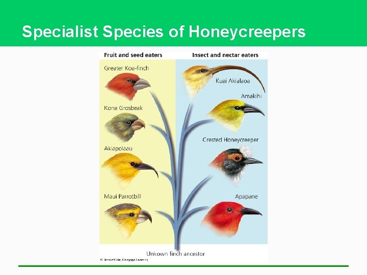 Specialist Species of Honeycreepers 