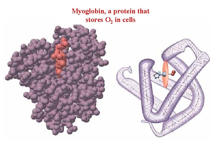 Myoglobin, a protein that stores O 2 in cells 