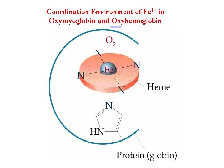 Coordination Environment of Fe 2+ in Oxymyoglobin and Oxyhemoglobin 