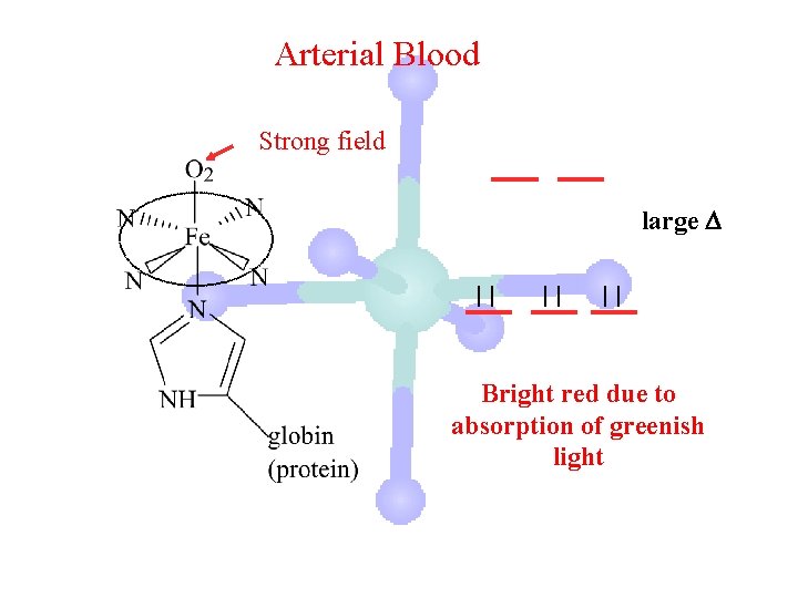 Arterial Blood Strong field large Bright red due to absorption of greenish light 