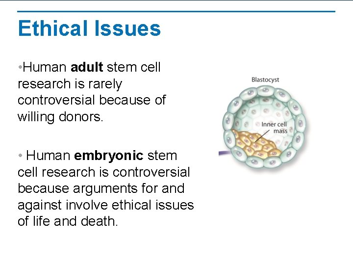 Ethical Issues • Human adult stem cell research is rarely controversial because of willing