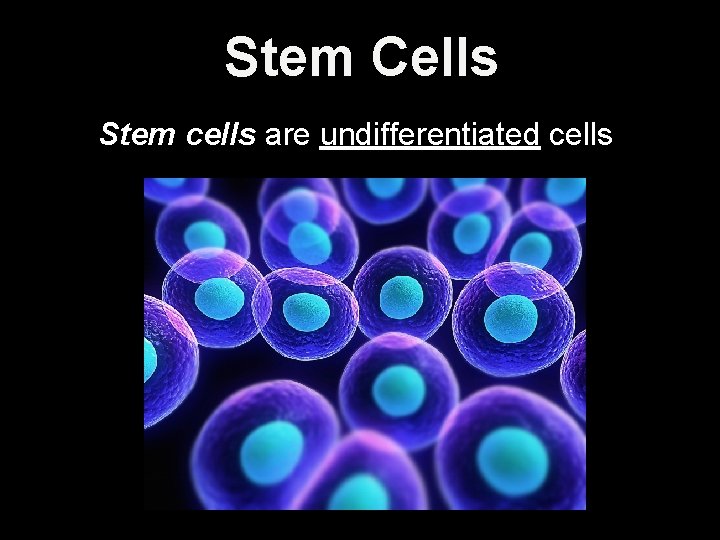 Stem Cells Stem cells are undifferentiated cells 