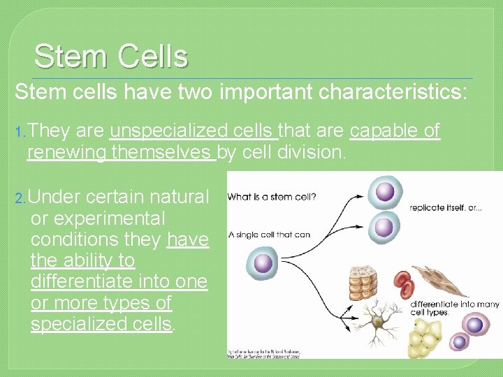 Stem Cells Stem cells have two important characteristics: 1. They are unspecialized cells that