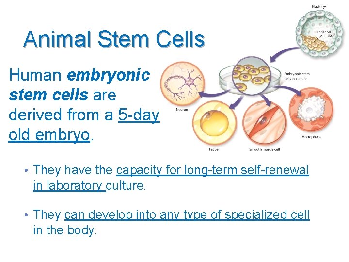 Animal Stem Cells Human embryonic stem cells are derived from a 5 -day old