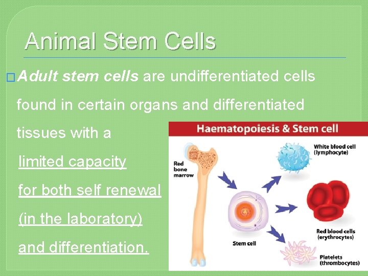 Animal Stem Cells � Adult stem cells are undifferentiated cells found in certain organs