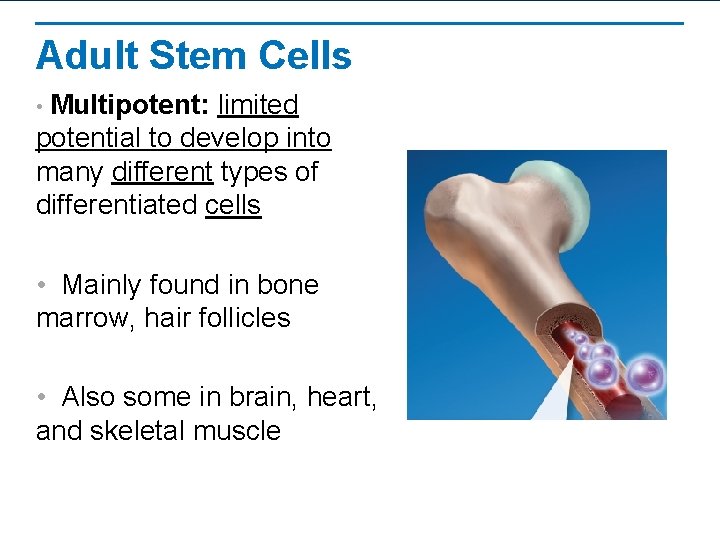 Adult Stem Cells • Multipotent: limited potential to develop into many different types of