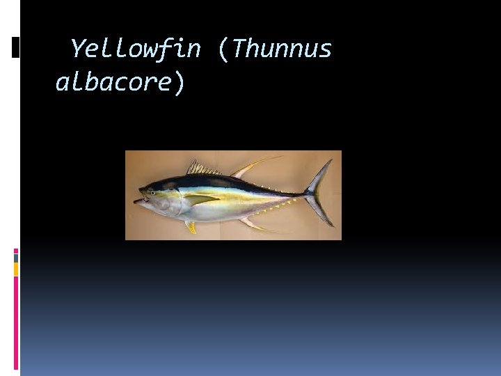 Yellowfin (Thunnus albacore) 