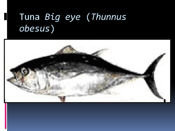 Tuna Big eye (Thunnus obesus) 