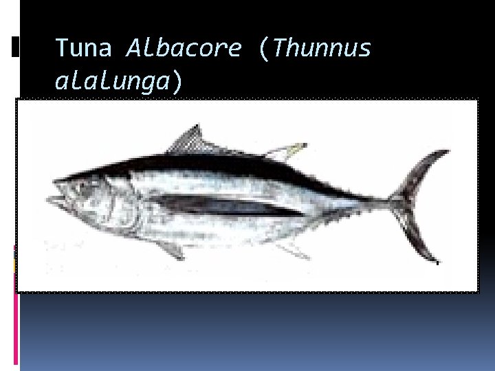 Tuna Albacore (Thunnus alalunga) 
