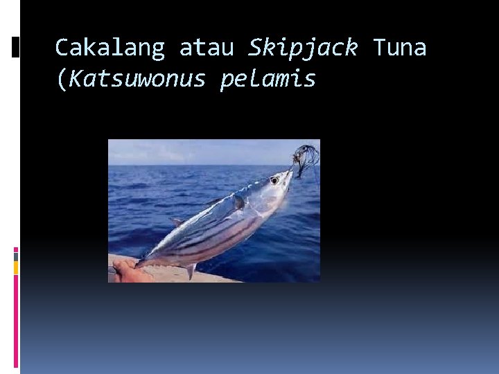 Cakalang atau Skipjack Tuna (Katsuwonus pelamis 