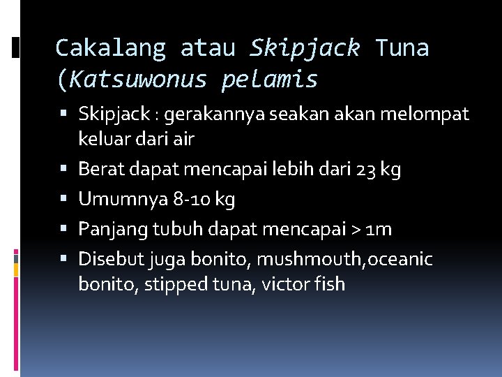 Cakalang atau Skipjack Tuna (Katsuwonus pelamis Skipjack : gerakannya seakan melompat keluar dari air