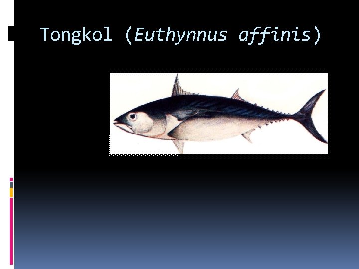 Tongkol (Euthynnus affinis) 