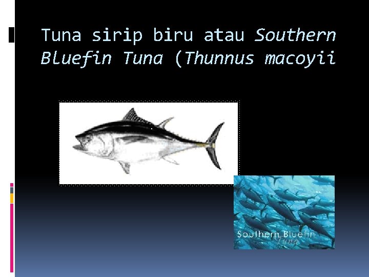 Tuna sirip biru atau Southern Bluefin Tuna (Thunnus macoyii 