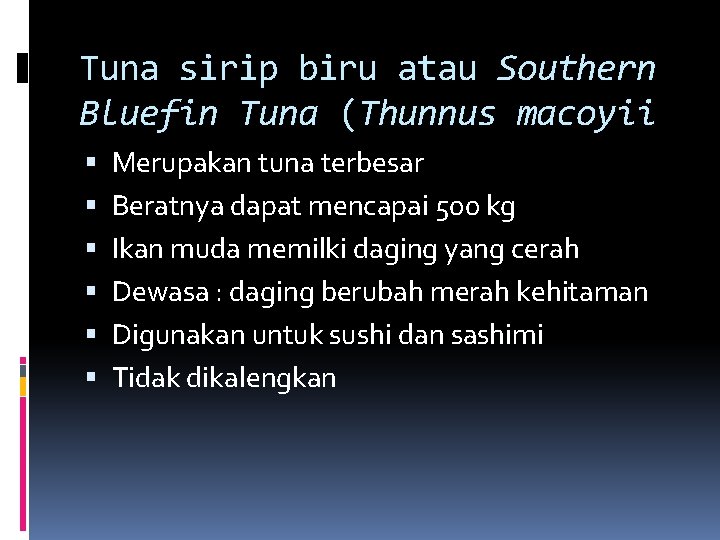 Tuna sirip biru atau Southern Bluefin Tuna (Thunnus macoyii Merupakan tuna terbesar Beratnya dapat