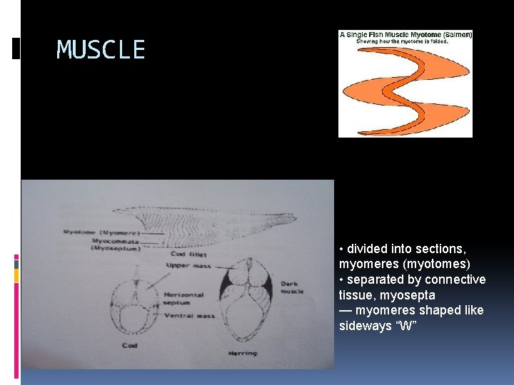 MUSCLE • divided into sections, myomeres (myotomes) • separated by connective tissue, myosepta —