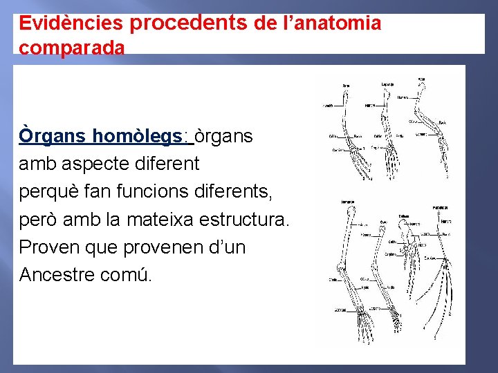 Evidències procedents de l’anatomia comparada Òrgans homòlegs: òrgans amb aspecte diferent perquè fan funcions