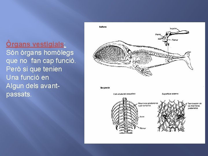 Òrgans vestigials: Són òrgans homòlegs que no fan cap funció. Però si que tenien