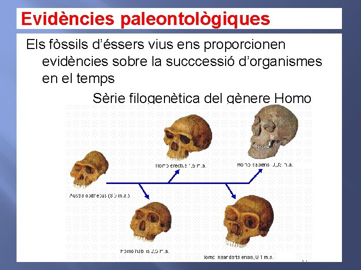 Evidències paleontològiques Els fòssils d’éssers vius ens proporcionen evidències sobre la succcessió d’organismes en