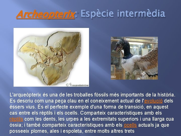 Archeopterix : Espècie intermèdia L'arqueòpterix és una de les troballes fòssils més importants de