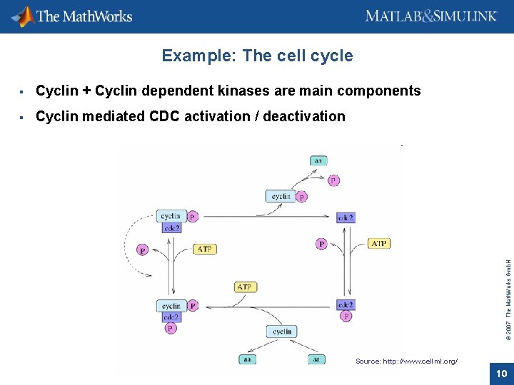 Example: The cell cycle Cyclin + Cyclin dependent kinases are main components Cyclin mediated