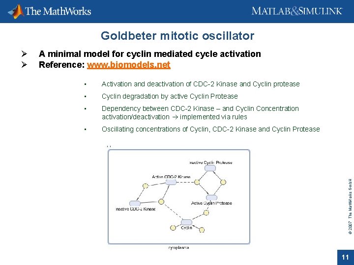 Goldbeter mitotic oscillator A minimal model for cyclin mediated cycle activation Reference: www. biomodels.