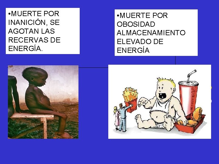  • MUERTE POR INANICIÓN, SE AGOTAN LAS RECERVAS DE ENERGÍA. • MUERTE POR