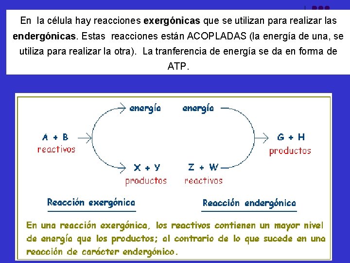 En la célula hay reacciones exergónicas que se utilizan para realizar las endergónicas Estas