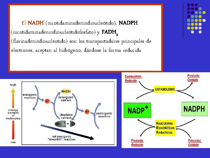 El NADH (nicotidaminadenindinucleótido), NADPH (nicotidaminadenindinucleótidofosfato) y FADH 2 (flavinadenindinucléotido) son los transportadores principales de