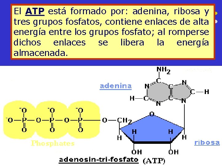 El ATP está formado por: adenina, ribosa y tres grupos fosfatos, contiene enlaces de
