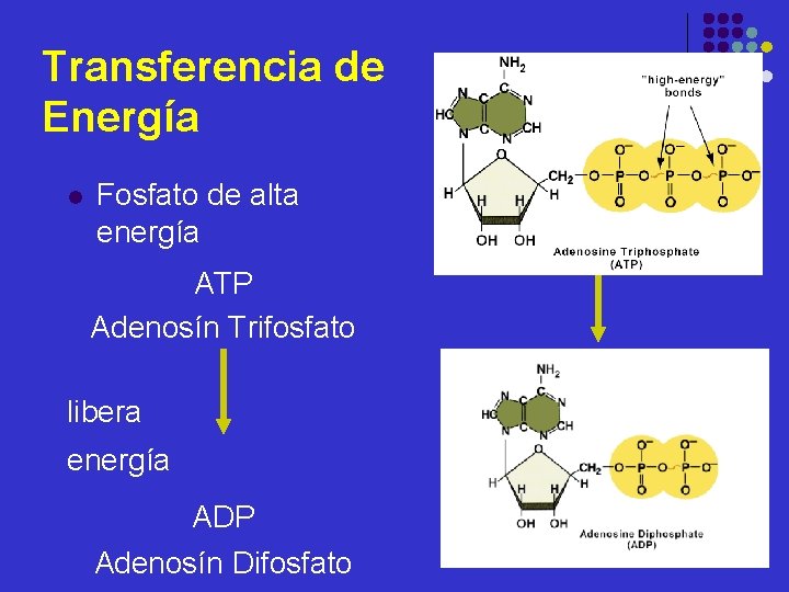 Transferencia de Energía l Fosfato de alta energía ATP Adenosín Trifosfato libera energía ADP