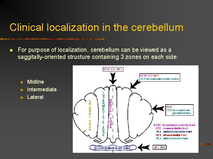 Clinical localization in the cerebellum n For purpose of localization, cerebellum can be viewed