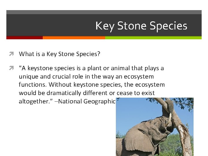 Key Stone Species What is a Key Stone Species? “A keystone species is a