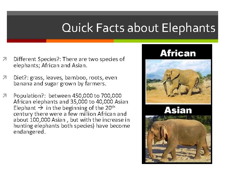 Quick Facts about Elephants Different Species? : There are two species of elephants; African